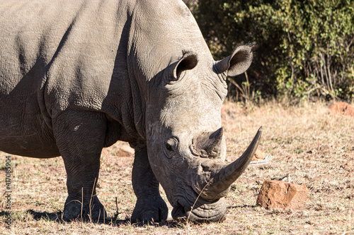 White Rhino   Pilansberg National Park  South Africa