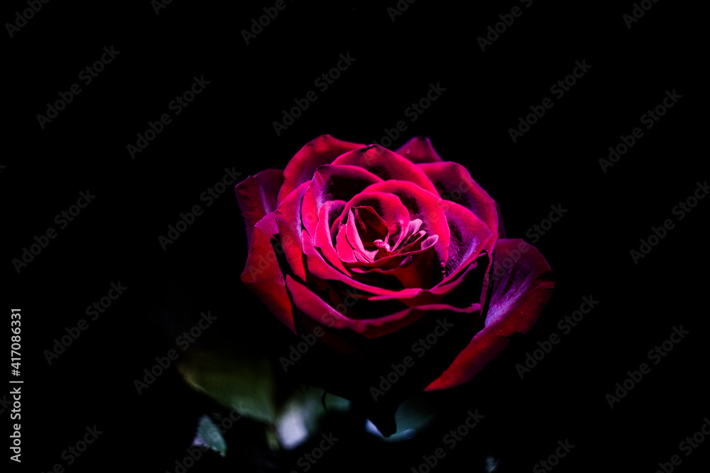 Fototapeta premium rose on black