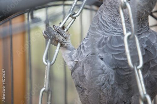 Caged wild animal, African gray parrot at a cage, close-up of the claws, animal wildlife, pets, domestic parrot