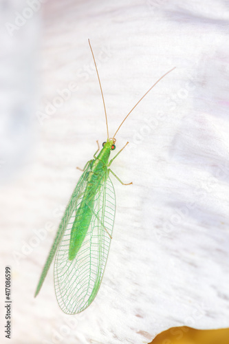 Common green lacewing - Chrysoperla carnea - in their natural habitat