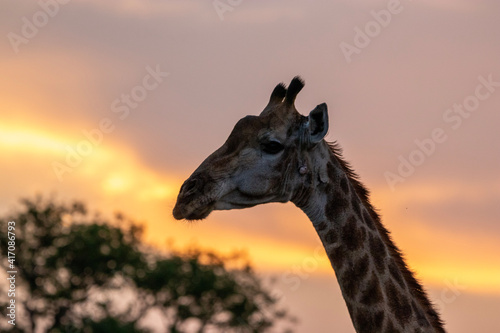 Giraffe at sunset  Pilansberg National Park