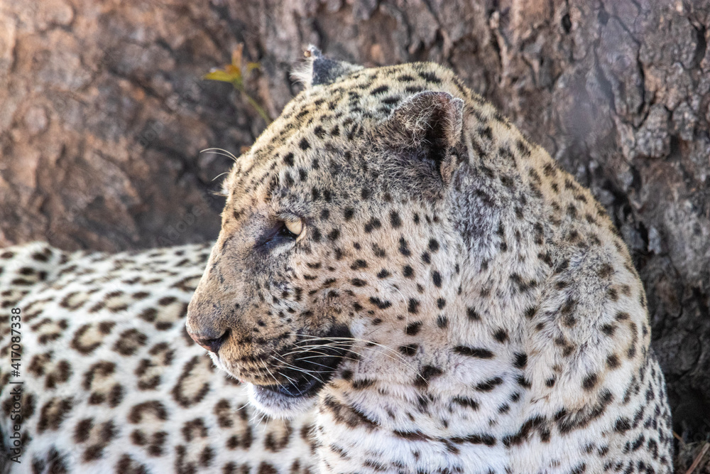 Obraz premium Male Leopard, Kruger National Park, South Africa