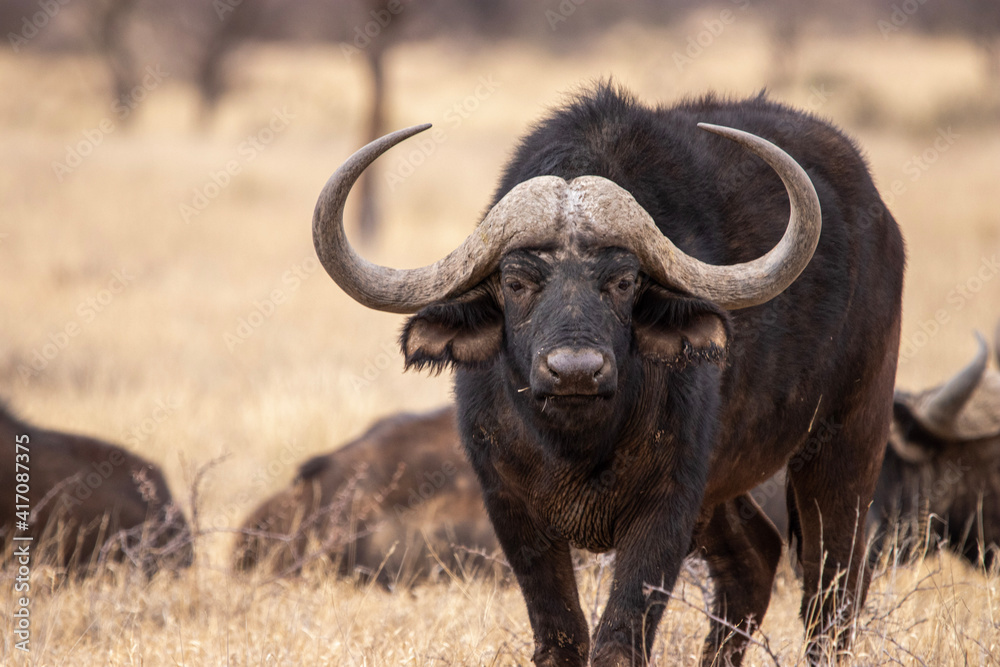 Cape Buffalo, Mokala National Park, Kimberley, South Africa Cape Buffalo, Mokala National Park, Kimberley, South Africa
