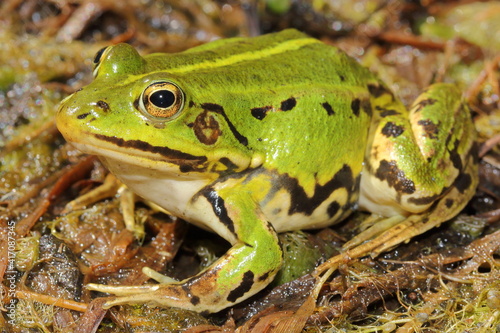 Pool frog (Pelophylax lessonae) in natural habitat
