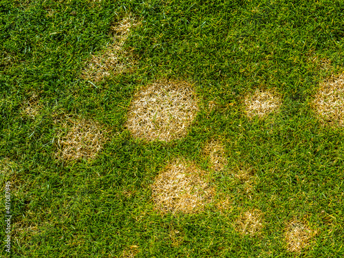 how to get rid of lawn disease?   Image shows fusarium patch – Microdochium nivale known as snow mold on golf course