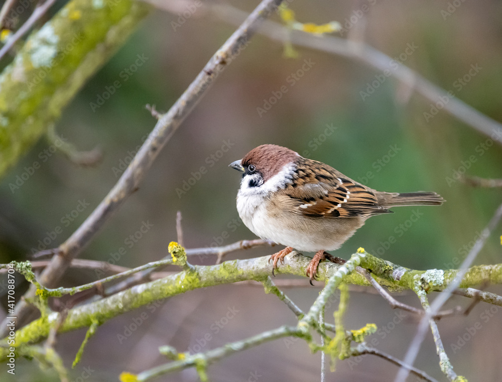 Sparrow sitting on the branch of a tree Sparrow sitting on the branch of a tree