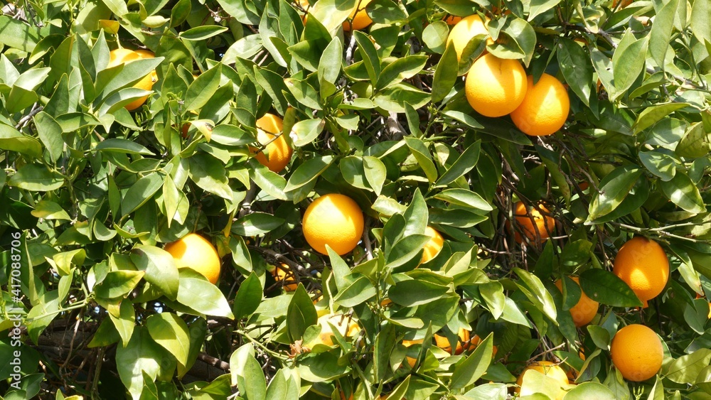 Citrus orange fruit on tree, California USA. Spring garden, american local agricultural farm plantation, homestead horticulture. Juicy fresh leaves, exotic tropical harvest on branch. Springtime sun.
