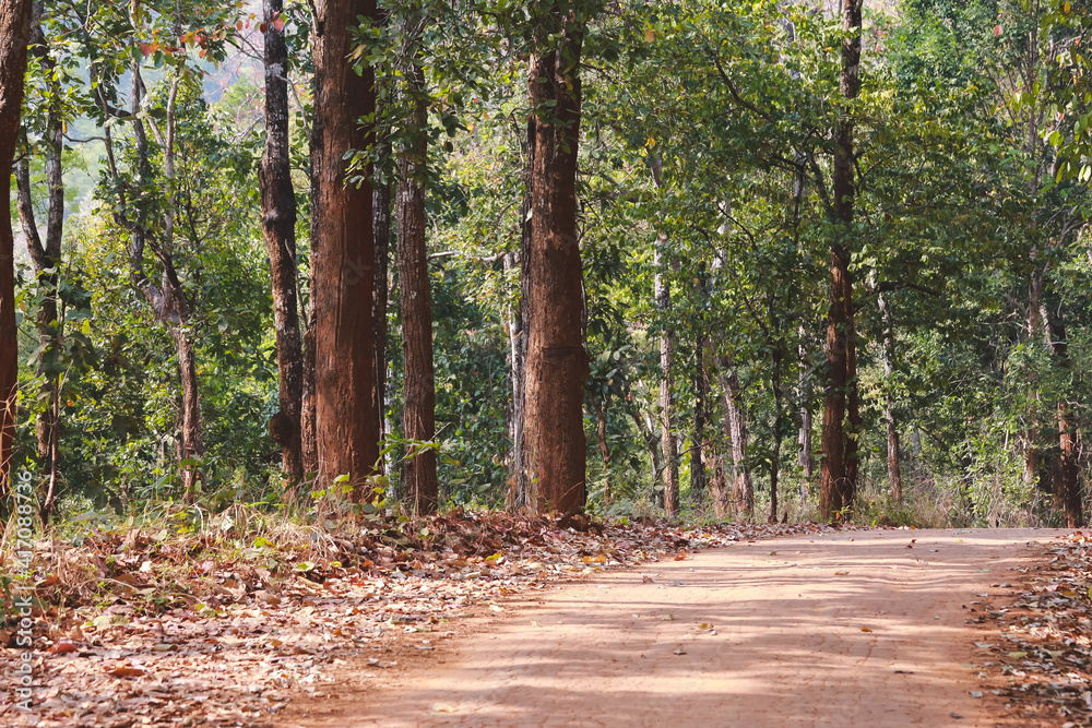Rural road in the dusty summer forest Rural road in the dusty summer forest