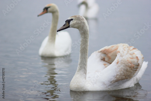 Beautiful swan birds float on the reflective water of the lake. 