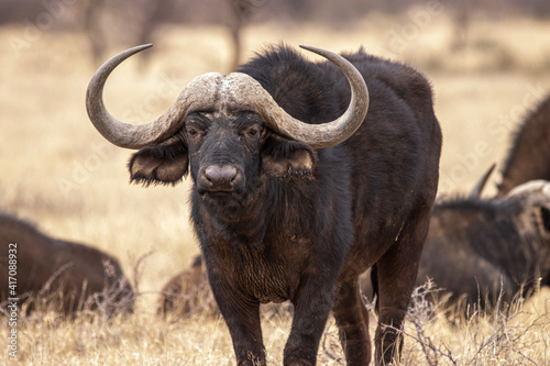 Cape Buffalo, Mokala National Park, Kimberley, South Africa