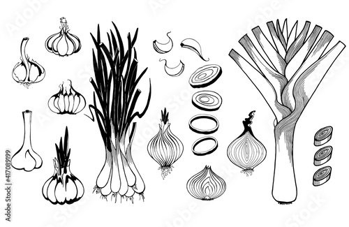 vector drawing of leek, garlic, garlic clove, shallots, drawing of onion, onion rings, onion cut in half, onion head, vector drawings by hand isolated on a white background.