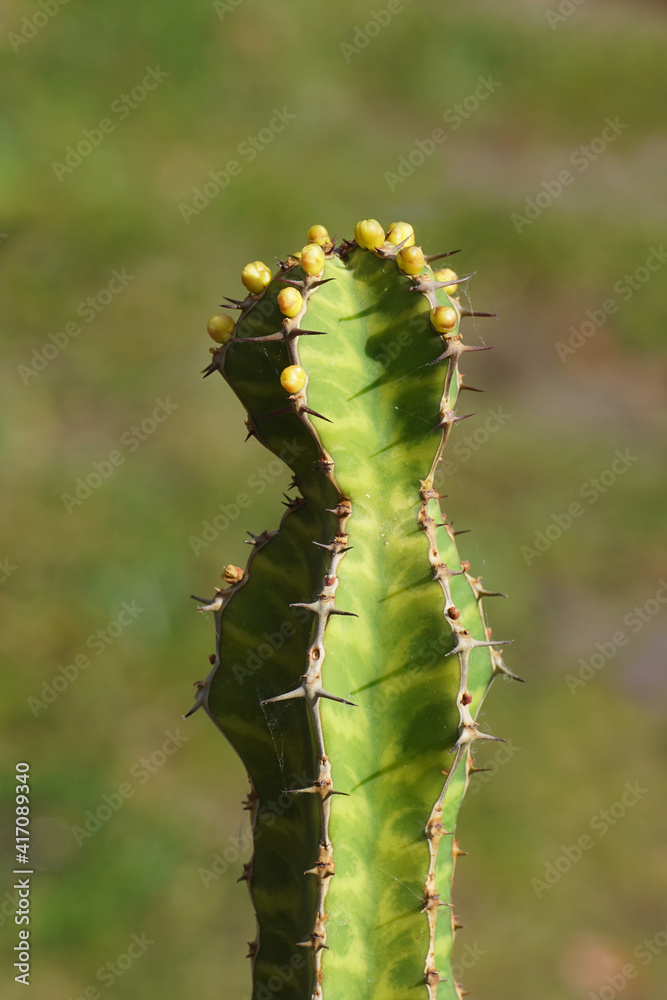 Naklejka premium Flowering Candelabra Spurge (Euphorbia pseudocactus) with a faded green Dutch garden in the background. Succulent euphorbia family (Euphorbiacea). February, Netherland