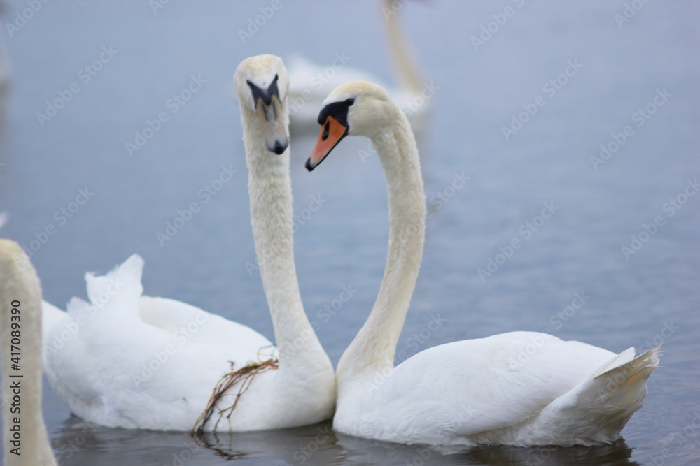 Fototapeta premium Beautiful swan birds float on the reflective water of the lake. 