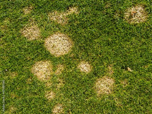 common fungal lawn disease called fusarium patch or Microdochium nivale 