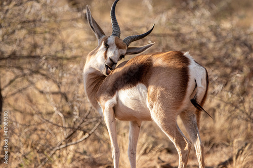 Springbok   Mokala National Park  Kimberley  South Africa