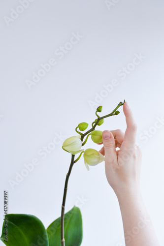 Fototapeta Naklejka Na Ścianę i Meble -  women hand holding a branch of orchid