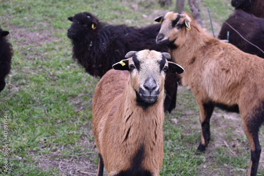 Moutons dans les vignes Moutons dans les vignes