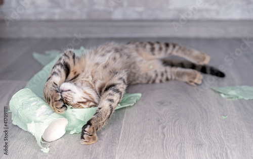 Funny kitten sleeps on torn toilet paper.