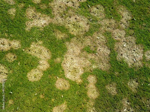 Microdochium nivale on golf course, fusarium, winter fusarium, fusarium patch, gerlachia patch, Fusarium nivale
