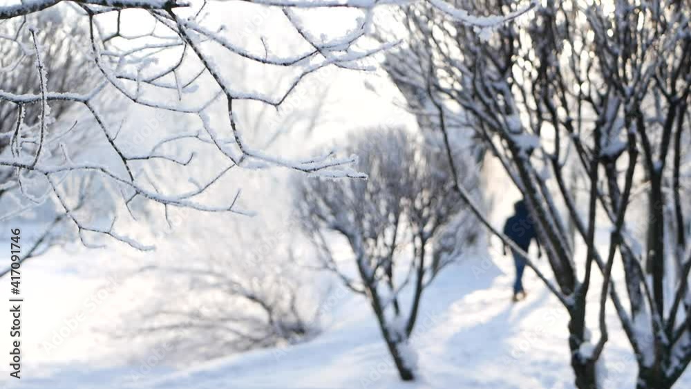 Winter landscape - a snow-covered park with beautiful trees, covered with hoarfrost. A Christmas picture - a winter forest, a sunny day in a fairy-tale park. Winter landscape - a snow-covered park with beautiful trees, covered with hoarfrost. A Christmas picture - a winter forest, a sunny day in a fairy-tale park.