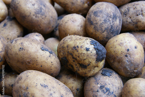farm potatoes. Close up of fresh organic potatoes in the field