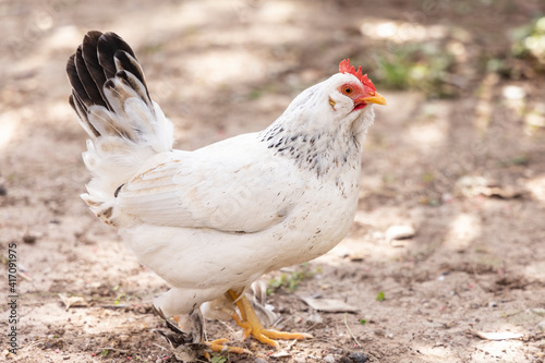cute chickens roaming the ground