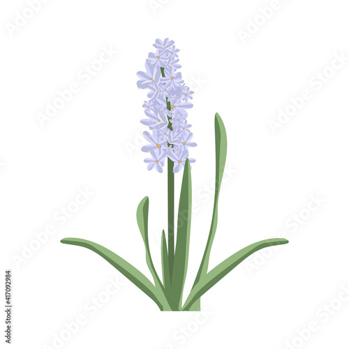 Blue hyacinth. Spring flower with leaves. Isolated element on a white background. For the design of postcards  banners  posters. Vector illustration.