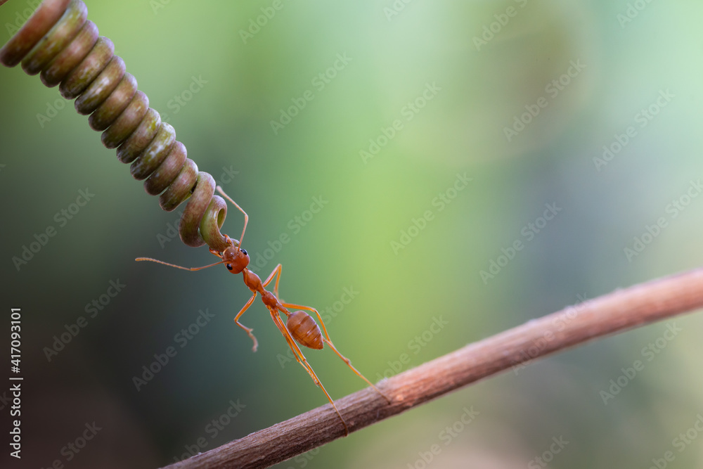 Ant action standing. Ant carries flower or food, Concept team work together Ant action standing. Ant carries flower or food, Concept team work together