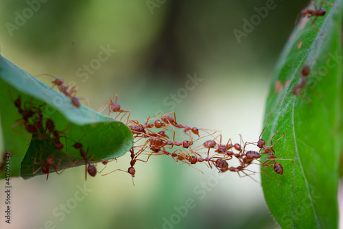 Ant action standing. Ant bridge unity team, Concept team work together. © frank29052515