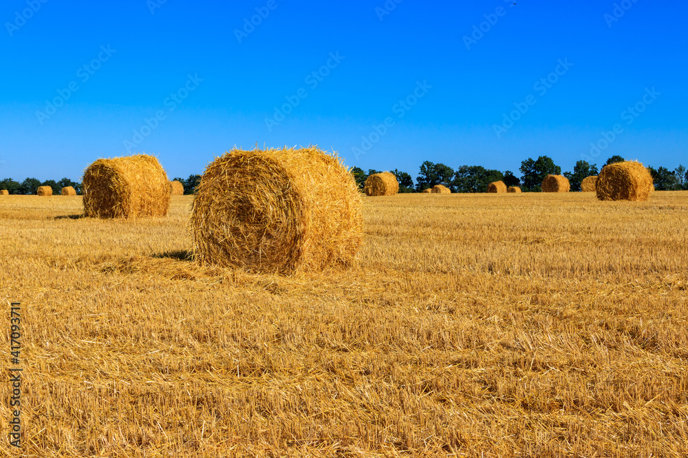 Round straw bales on a field after the grain harvest