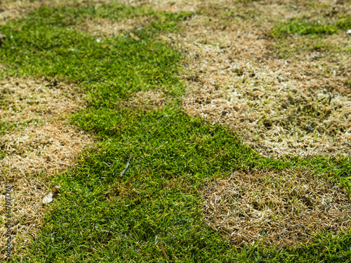 snow mold or fusarium patch a fungal disease in spring after snow melting on golf course 