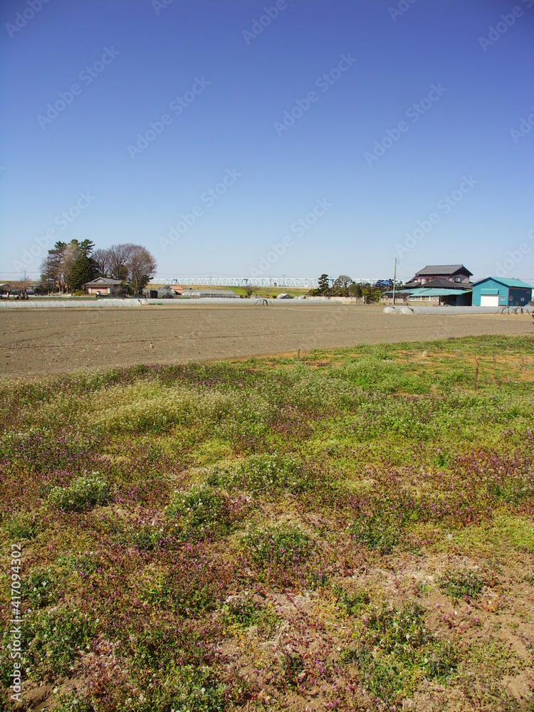 薺と仏の座咲く早春の野原と畑風景
