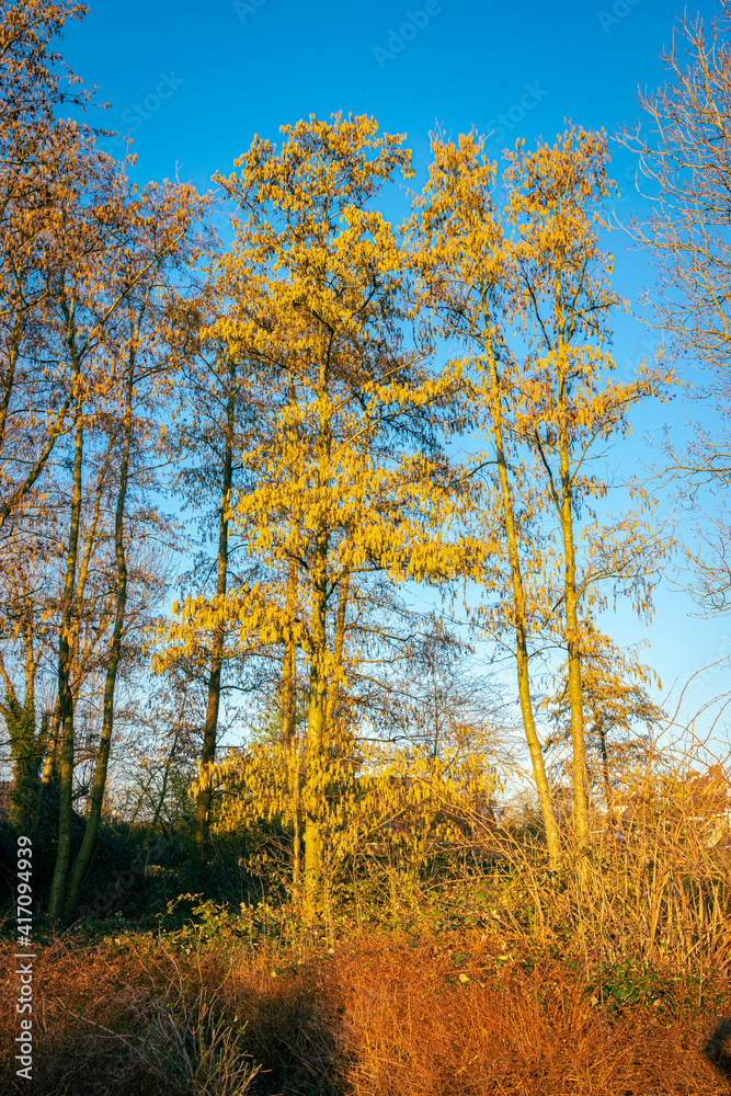 Tall Turkish hazel with yellow male flowers, also known as catkins