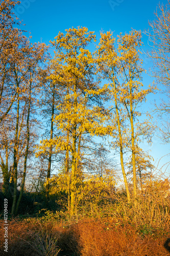 Tall Turkish hazel with yellow male flowers, also known as catkins