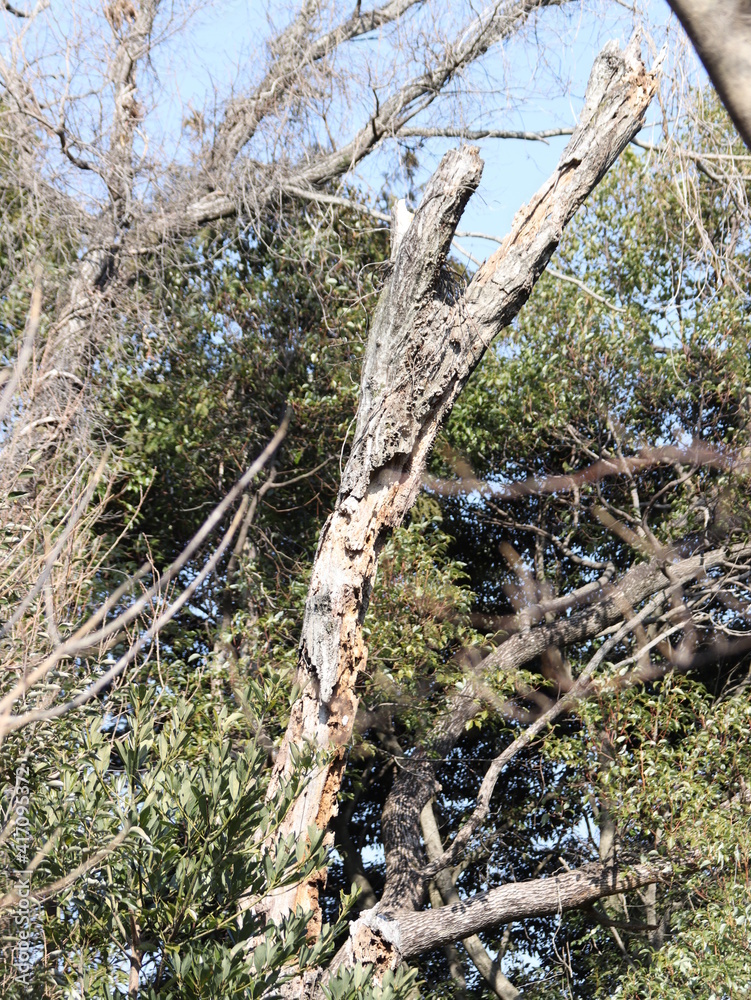 Fototapeta premium 朽ちた木