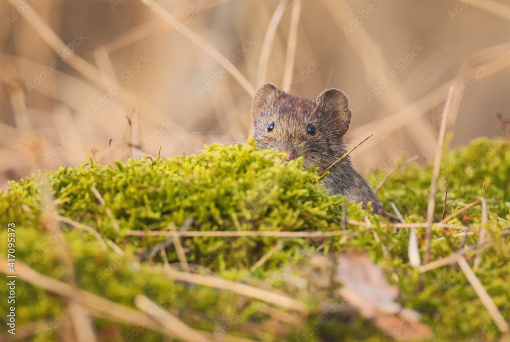 Common Vole - Microtus arvalis, common small rodent from European meadows, grasslands and fields, Zlin, Czech Republic.