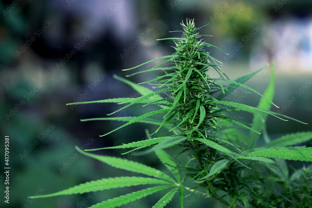Cannabis Hemp with hemp flowers. Concept of herbal alternative medicine, CBD cannabis oil. Cannabis Hemp with hemp flowers. Concept of herbal alternative medicine, CBD cannabis oil.