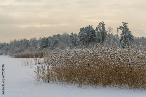 Wallpaper Mural Dry reeds covered with snow on the shore of a frozen lake. Torontodigital.ca