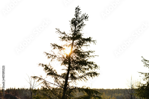 tree
