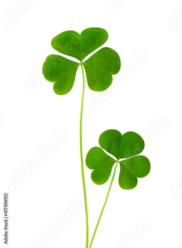 green clover symbol of a St Patrick day isolated on white background