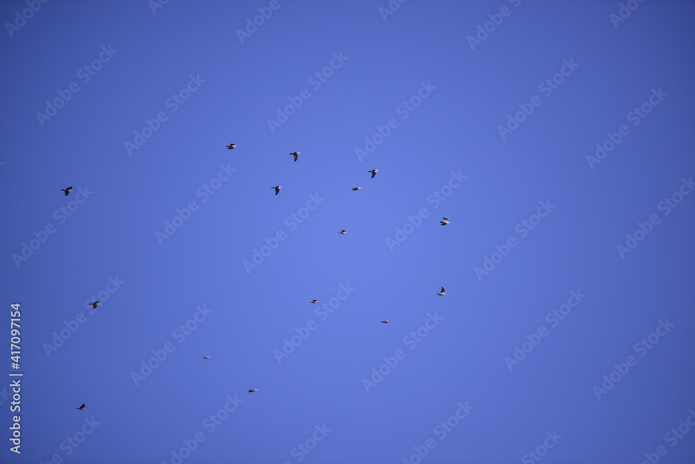 a large flock of wild pigeons flying in the summer sky. Columba palumbus birds in freedom a large flock of wild pigeons flying in the summer sky. Columba palumbus birds in freedom