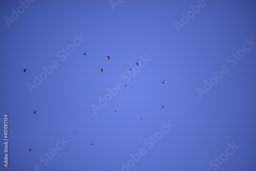 a large flock of wild pigeons flying in the summer sky. Columba palumbus birds in freedom