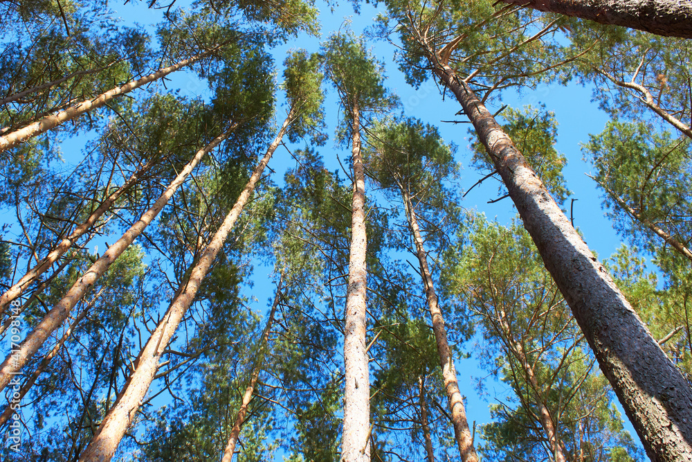 Fototapeta premium Background from the tops of the pine trees. The texture of the pine trees