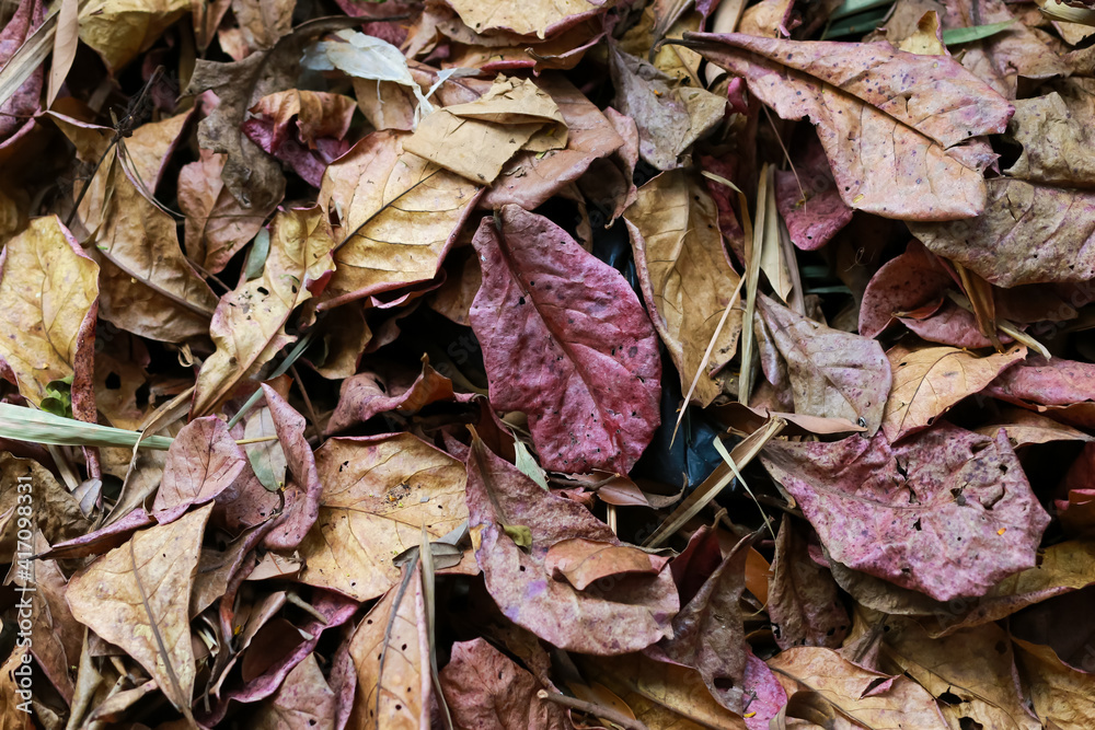 Leaves dry in the summer, waiting for removal. Leaves dry in the summer, waiting for removal.