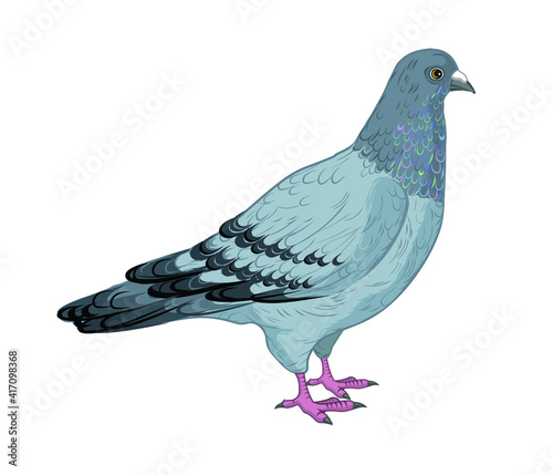 Vector illustration of a pigeon isolated on white background