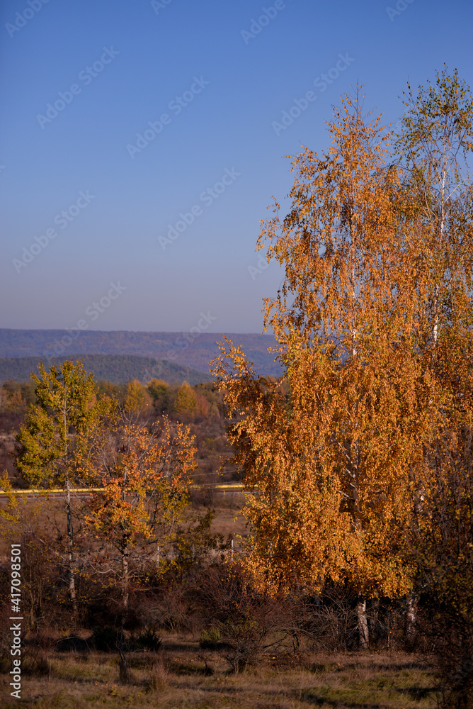 Fototapeta premium birch leaves yellowed on the branches. betula tree in the autumn