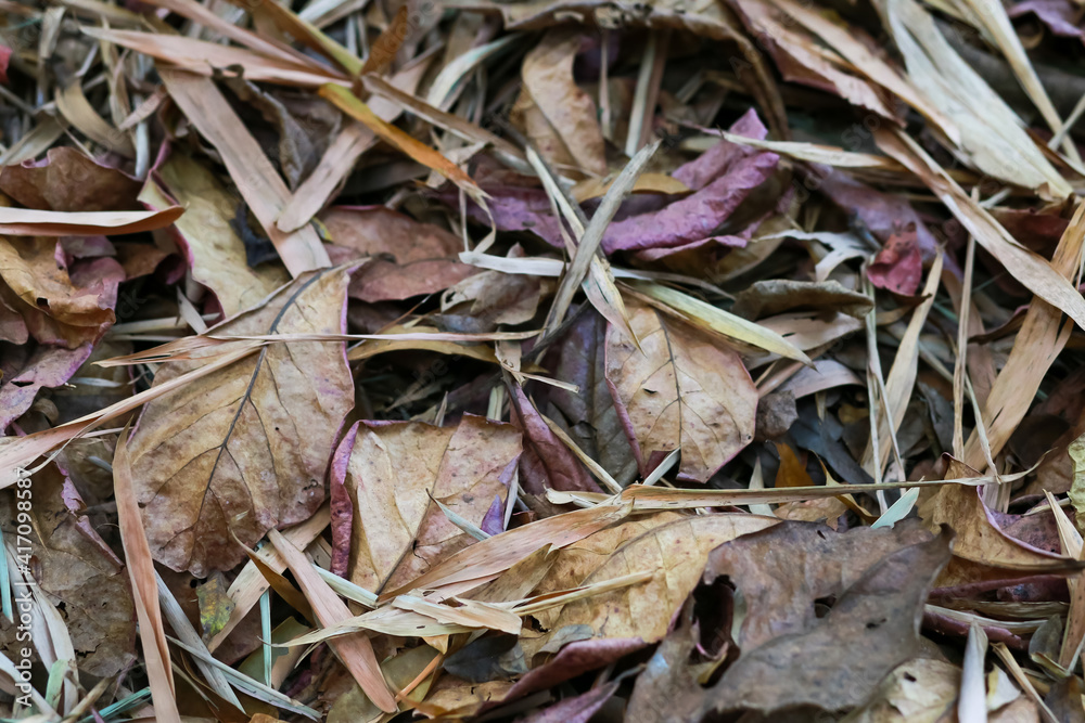 Leaves dry in the summer, waiting for removal. Leaves dry in the summer, waiting for removal.
