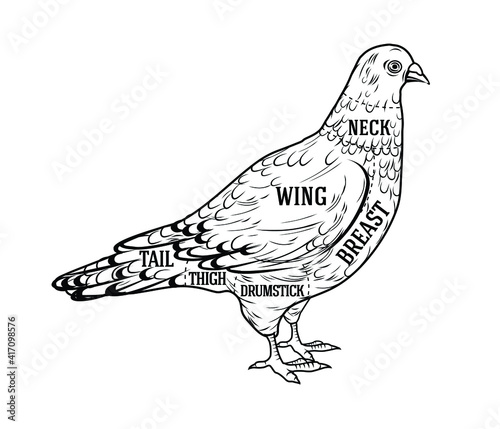 Butcher diagram guide for cutting pigeon in black and white graphic style