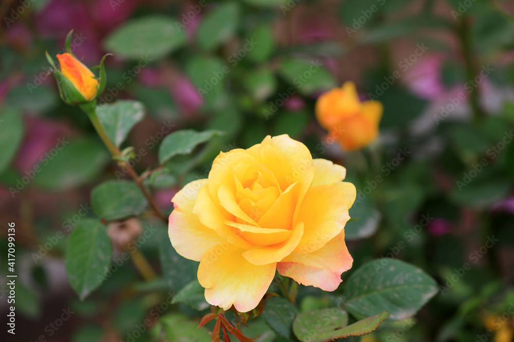 Beautiful roses in the garden, North China Beautiful roses in the garden, North China