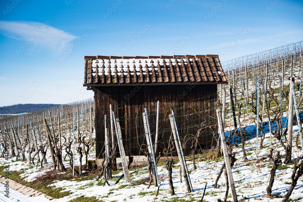 A beutiful shot of a small  hut located in a vineyard in winter